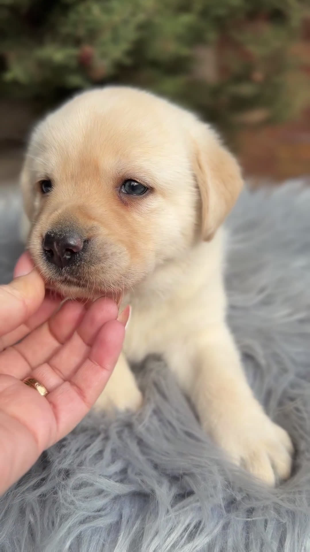 Labrador Retriever perros en venta: Labrador amarillo  - Video 1