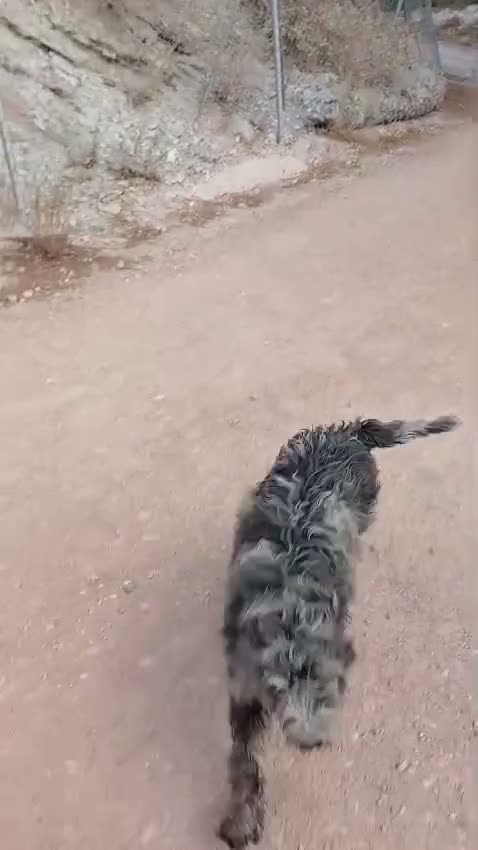 Perro de Agua Español perros en venta: PERRO DE AGUA ESPAÑOL - Video 2