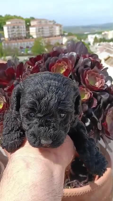 Caniche Toy perros en venta: Caniches toy negras - Video 3