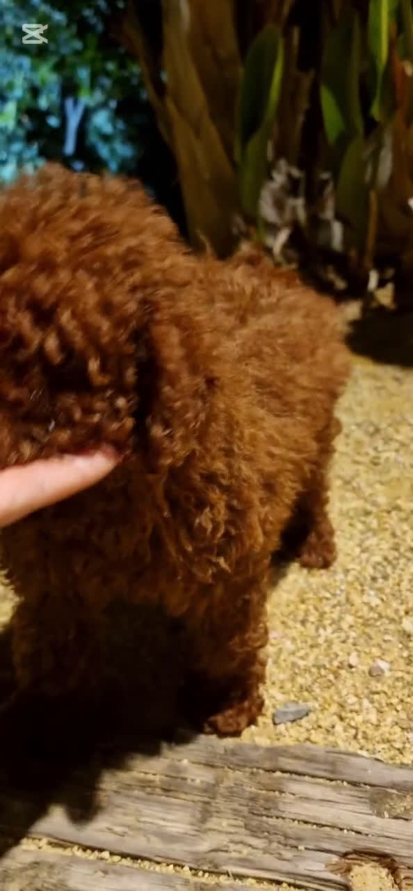 Caniche Toy perros en venta: MACHO CANICHE ASIATICO 100% - Video 1