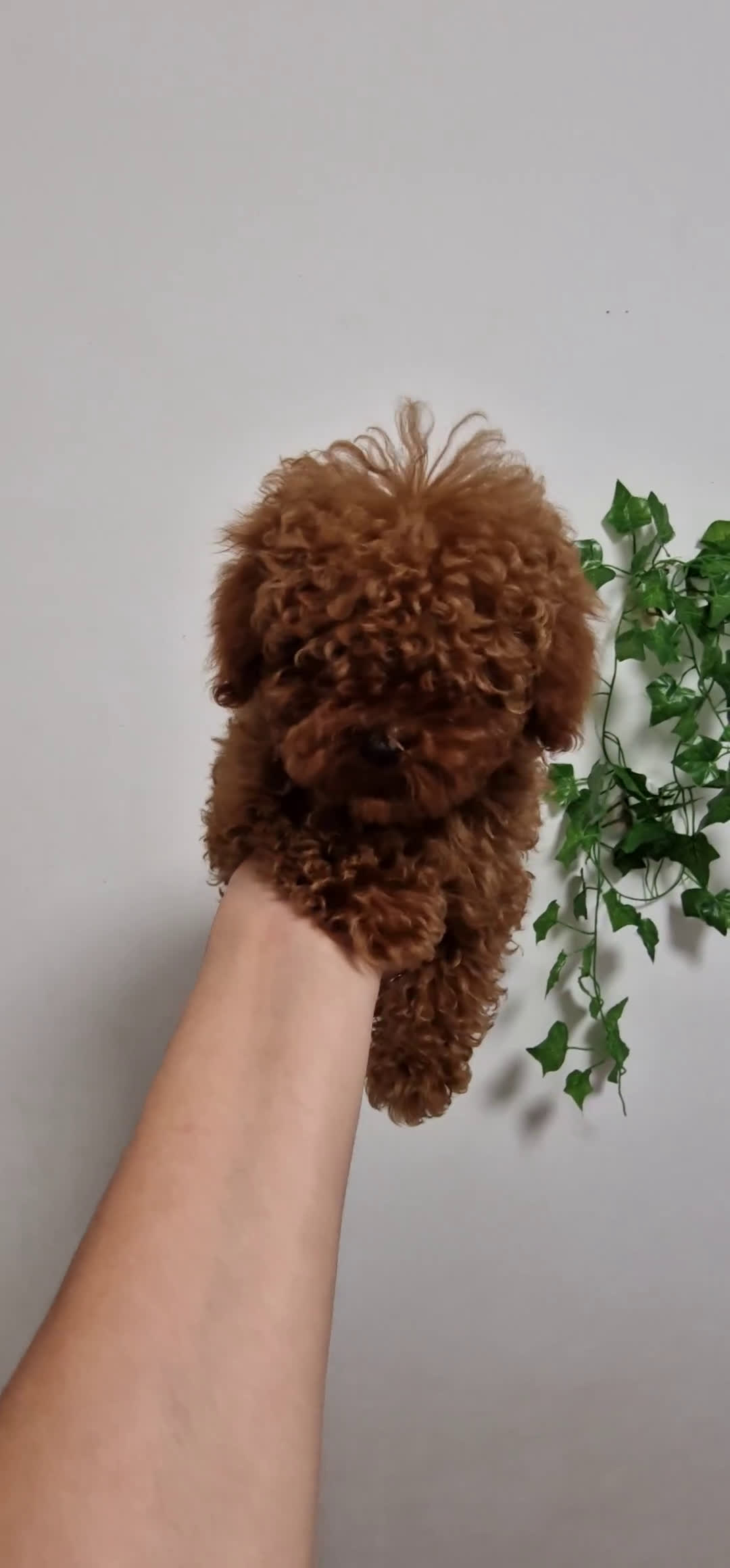 Caniche Toy perros en venta: HEMBRA Y MACHO CANICHE TOY LINEA ASIATICA 100% - Video 1