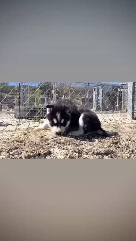 Husky Siberiano perros en venta: Husky Siberiano  - Video 1