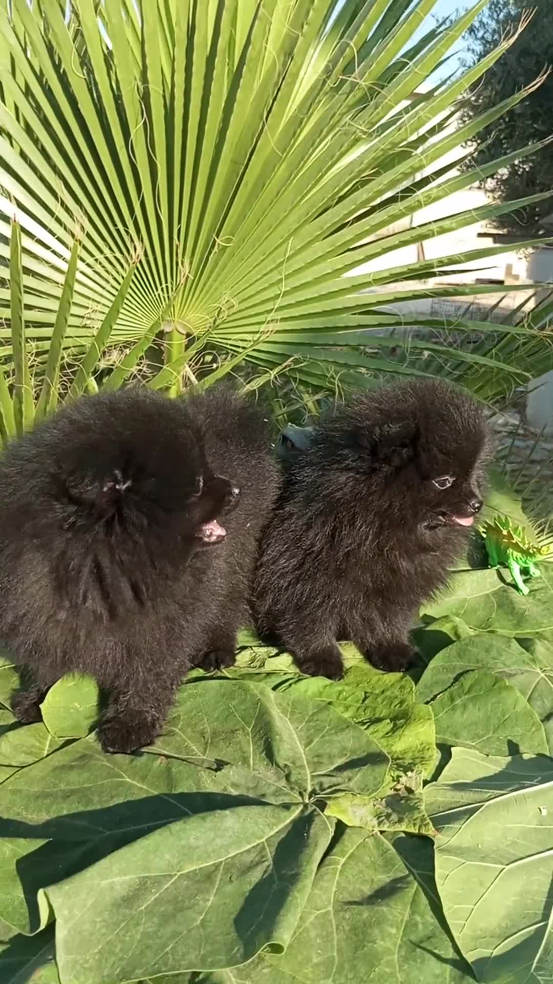 Pomerania perros en venta: Pomerania Toy - Video 1