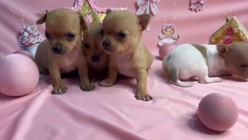Chihuahua perros en venta: Chihuhua cabeza de manzana - Video 2