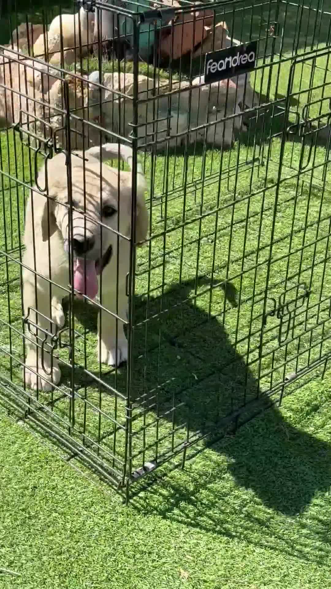Pastor de Asia Central perros en venta: Cachorro de Alabai  - Video 1