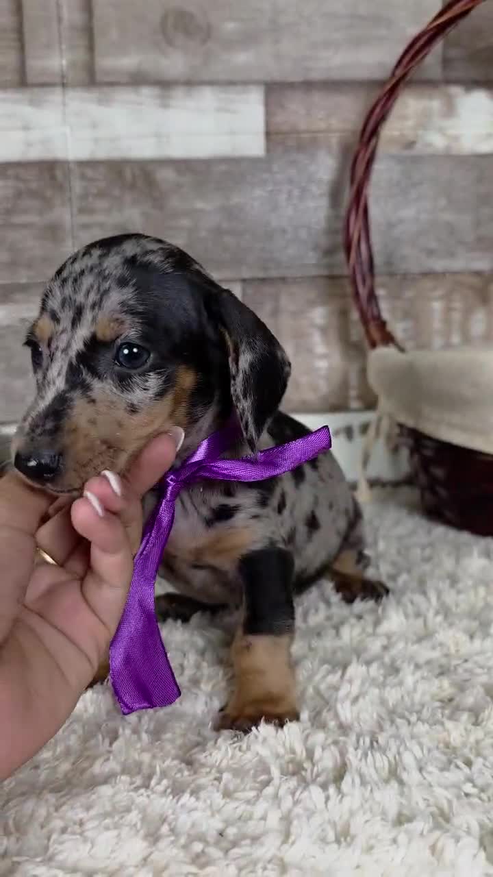 Teckel perros en venta: TECKEL MINIATURA Y KANINCHEN  - Video 2