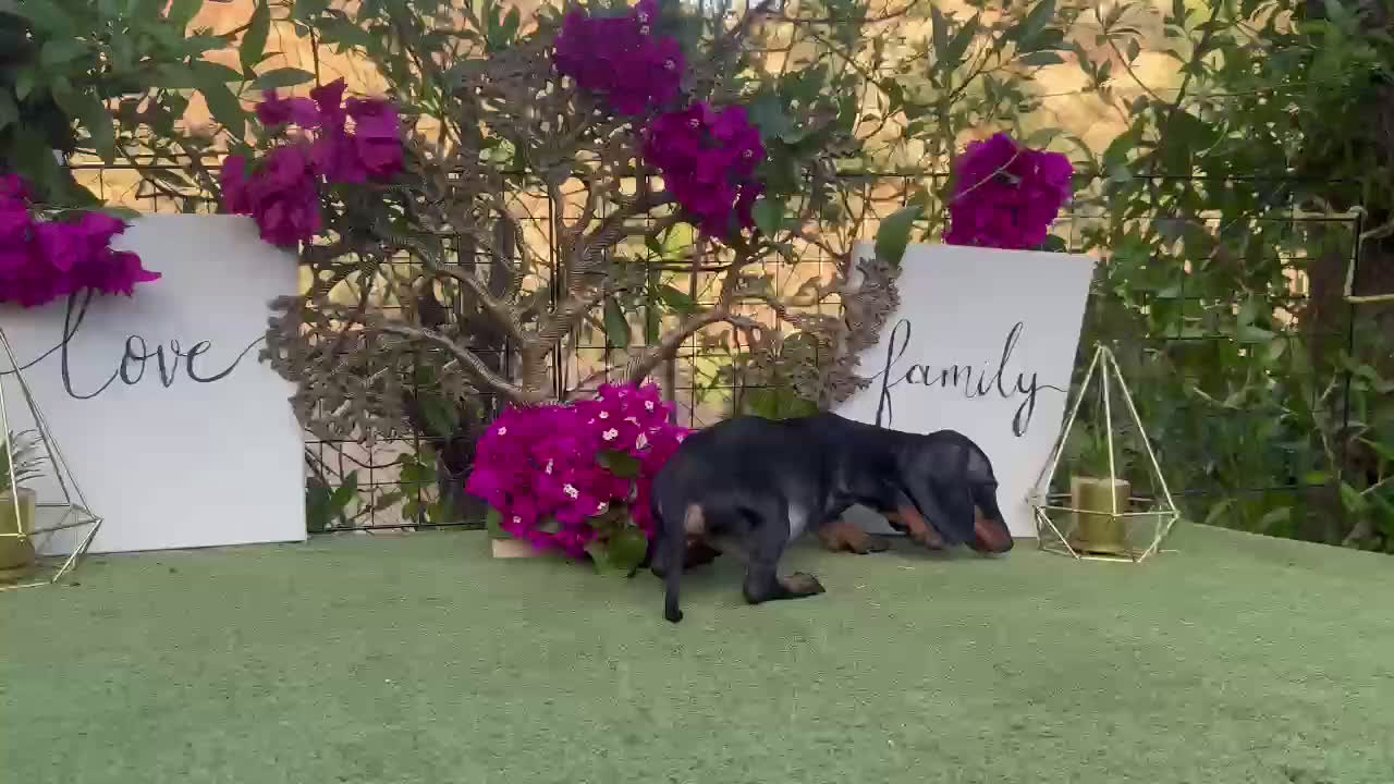 Teckel Miniatura perros en venta: Teckel kanichen machos disponibles  - Video 2