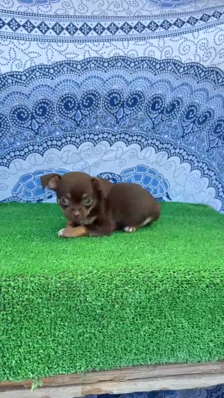 Chihuahua perros en venta: Chihuahua super Toy cabeza manzana Machos  - Video 3
