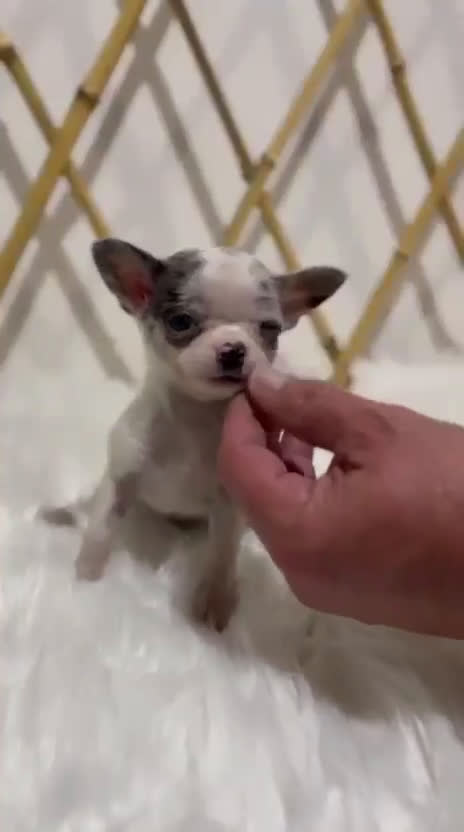Chihuahua perros en venta: CHIHUAHUA TOY CABEZA DE MANZANA MERLÉ - Video 1