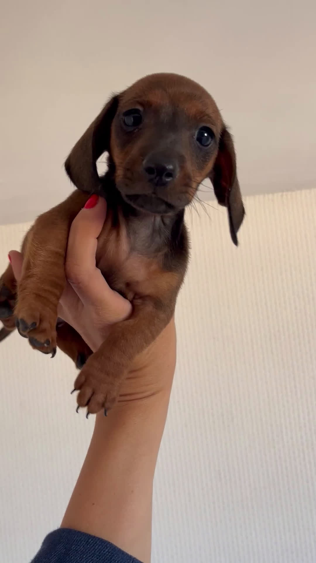 Teckel Miniatura perros en venta: Impresionantes Teckel miniatura  601144783 en Valencia - Video 3