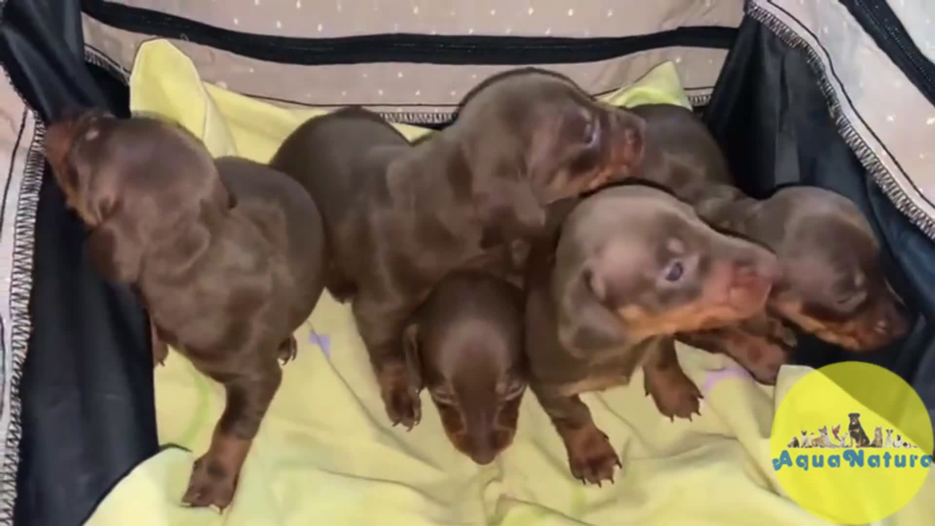 Teckel Miniatura perros en venta: Camada Teckel de Kily y Tilo - AQUANATURA en Barcelona - Video 1
