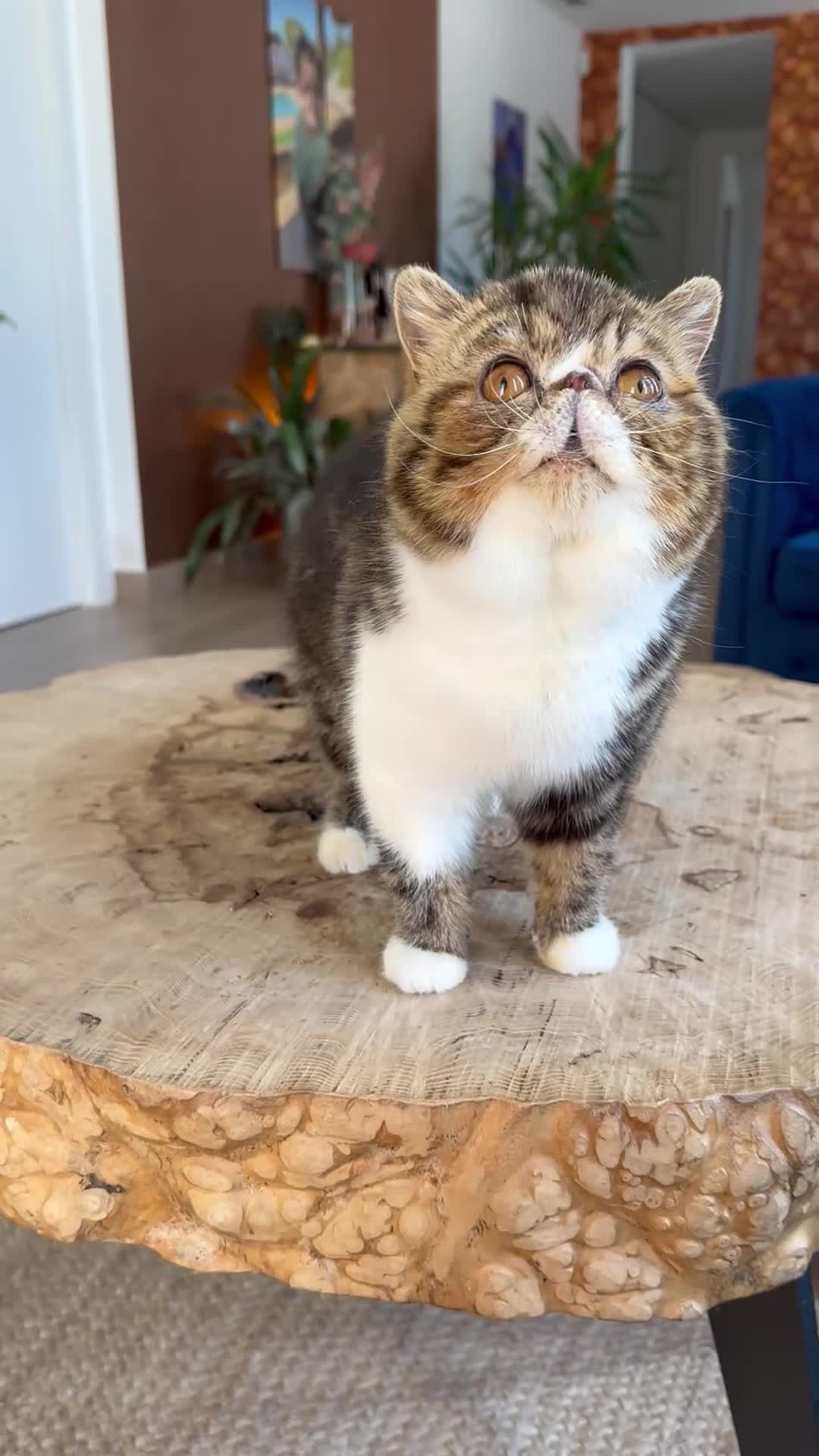 Exótico de Pelo Corto gatos en venta: Macho exótico Brown Tabby   - Video 1