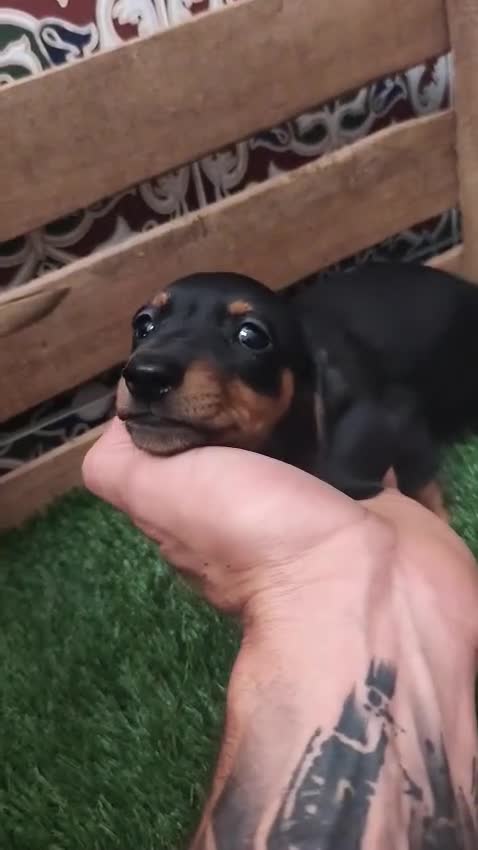 Teckel perros en venta: Teckel kaninchen  - Video 2
