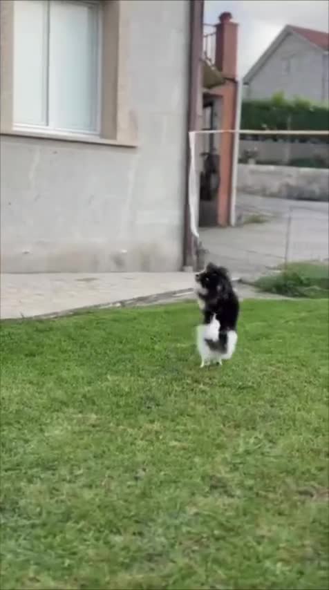 Pomerania perros en venta: Pomerania toy tricolor  - Video 1