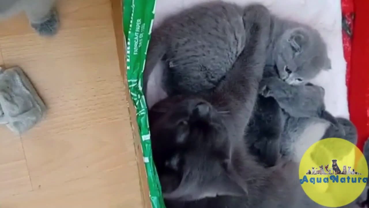 Británico de Pelo Corto gatos en venta: Camada British - AQUANATURA en Barcelona - Video 1