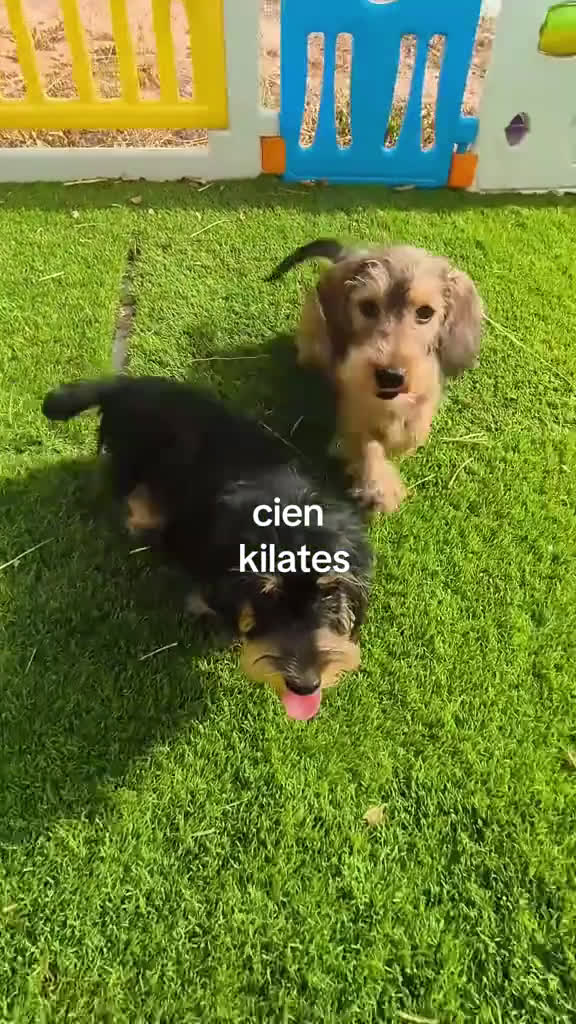 Teckel perros en venta: Teckel kaninchen,3 hembras calidad  - Video 1