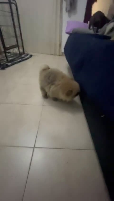 Pomerania perros en venta: Pomerania mini peluches  - Video 2