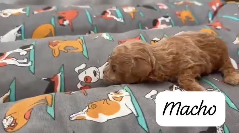 Caniche Toy perros en venta: Machos y hembras de caniche toy en Badajoz - Video 2