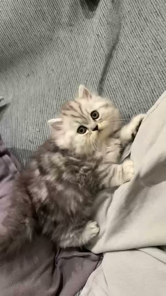 Persa gatos en venta: Persa - Video 1