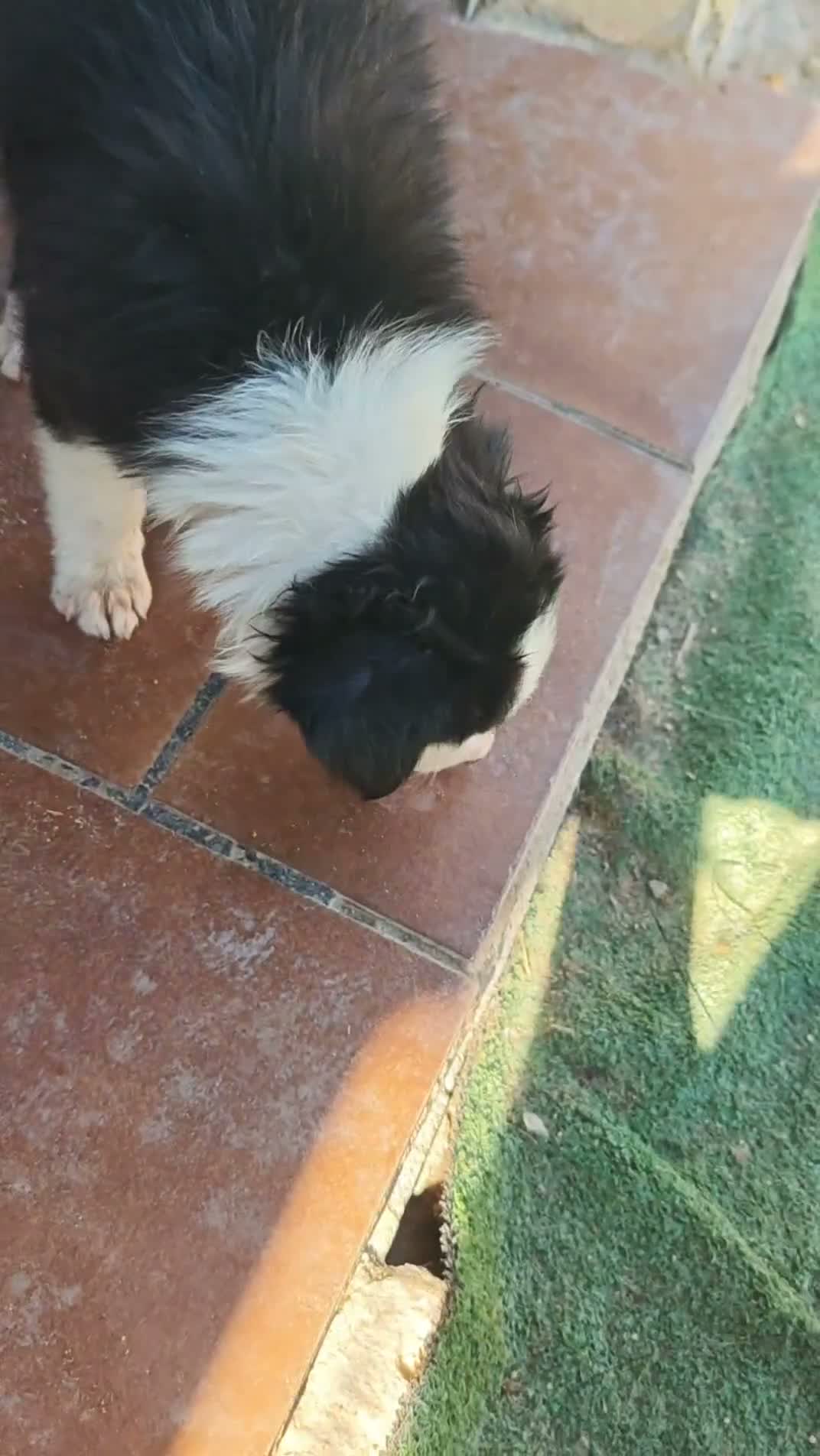 Border Collie perros en adopcion: Preciosos bebés - Video 1