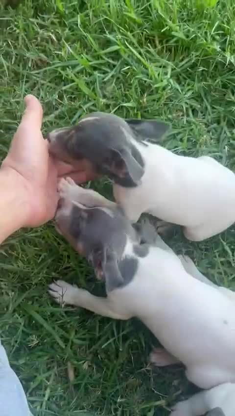 Ratonero Bodeguero Andaluz perros en venta: Bodeguero blue - Video 1