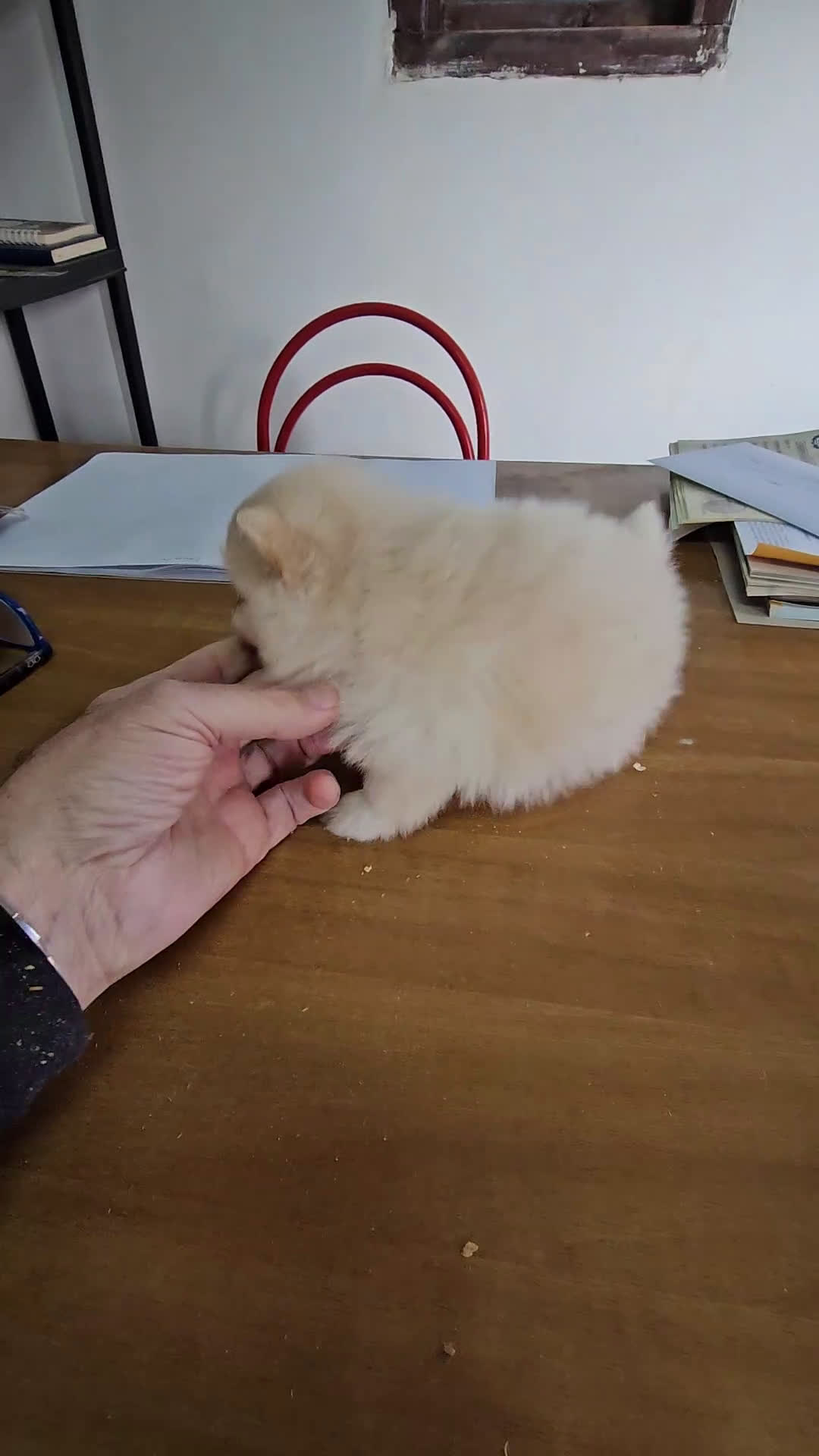 Pomerania perros en venta: Pomerania mini toy - Video 1