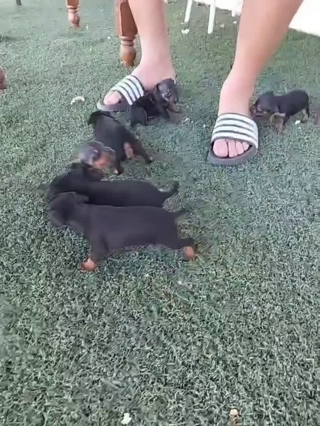 Pinscher Miniatura perros en venta: Mini Pincher disponibles 300€ - Video 1