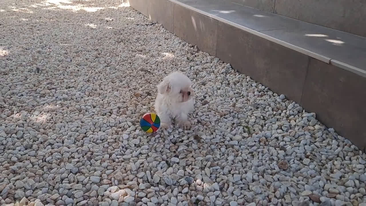 Bichón Maltés perros en venta: Cachorritos Bichon Maltes Mini  - Video 1