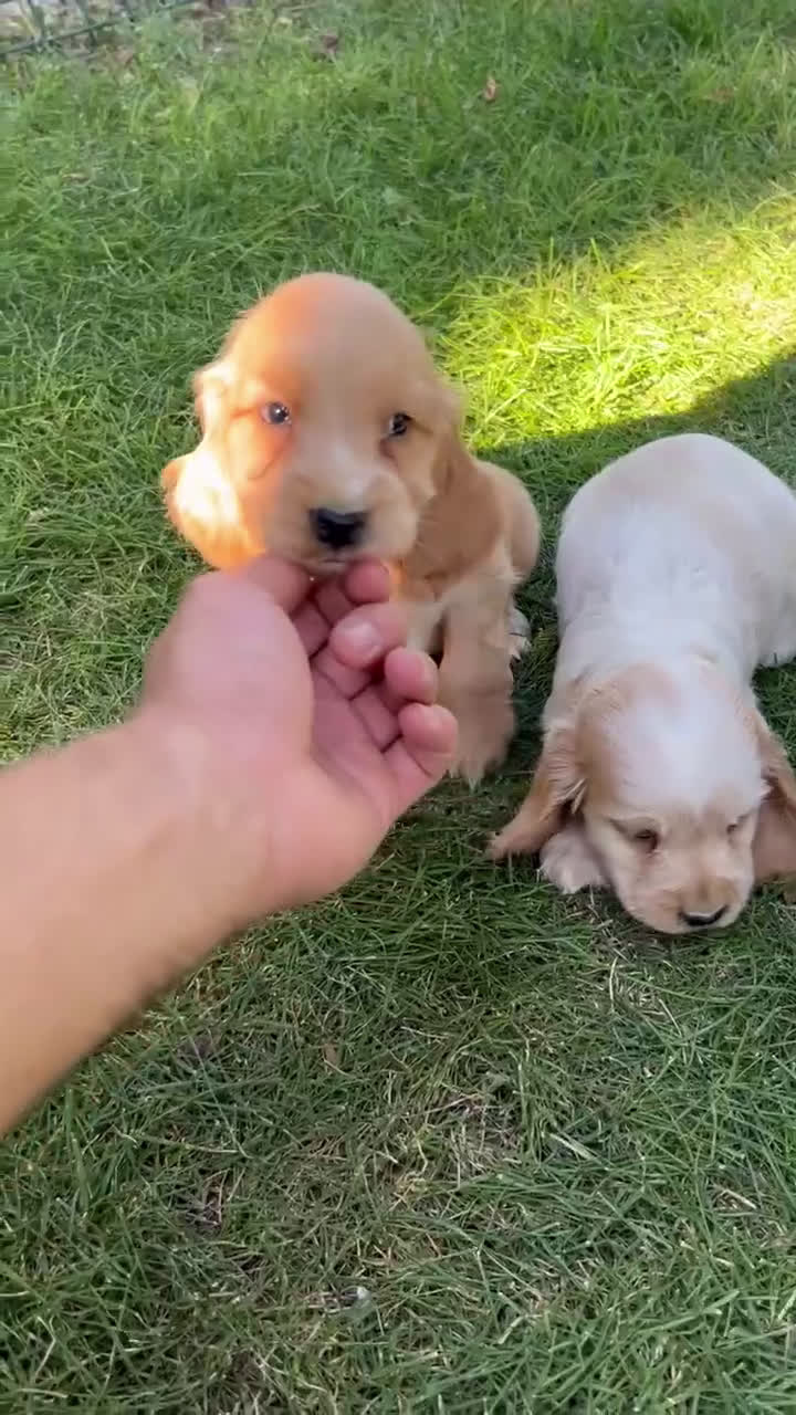 Cocker Spaniel Inglés perros en venta: Cocker - Video 1