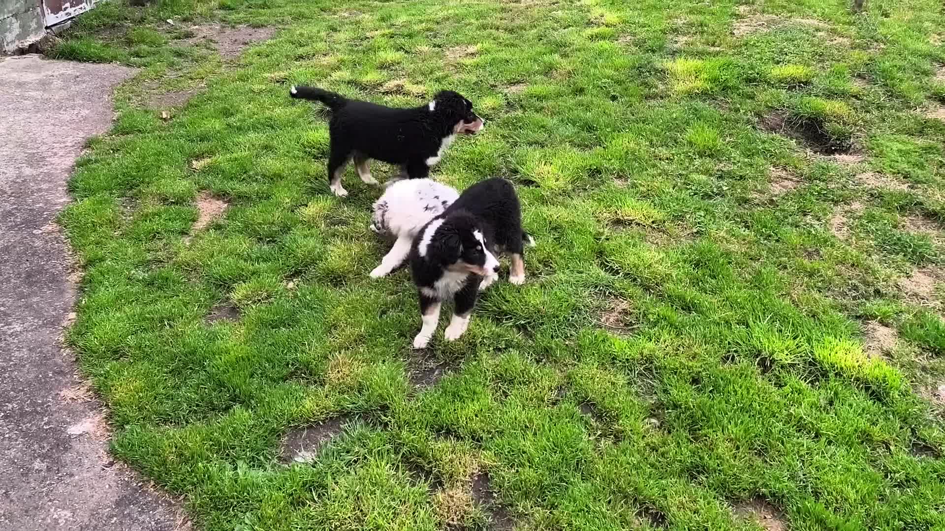 Pastor Australiano perros en venta: Cachorros pastor australiano  en Pontevedra - Video 1