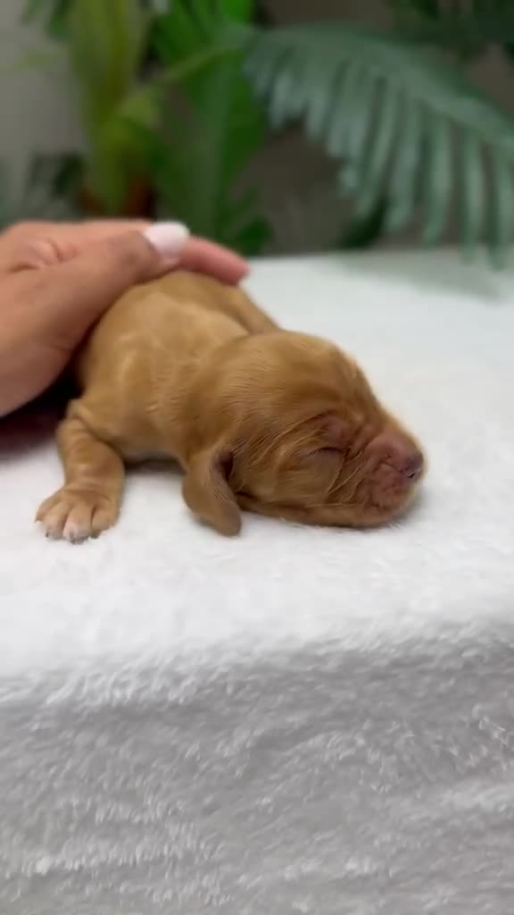 Cocker Spaniel Inglés perros en venta: 💙 COCKER SPANIEL INGLÉS 💙 - Video 1