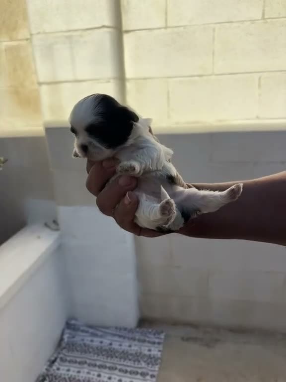 Shih Tzu perros en venta: Shih Tzu - Video 2
