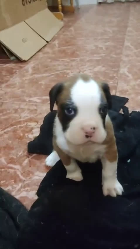 Boxer perros en venta: Bóxer disponible  - Video 1