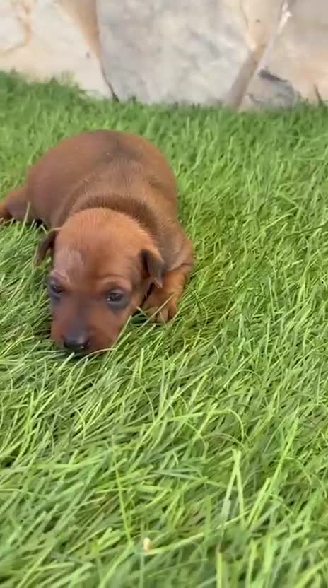 Pinscher Miniatura perros en venta: Pinscher Miniatura roja - Video 1