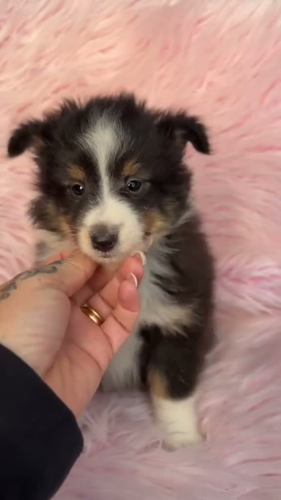 Perro Pastor de las Shetland perros en venta: Hembra Shetland tricolor  - Video 1