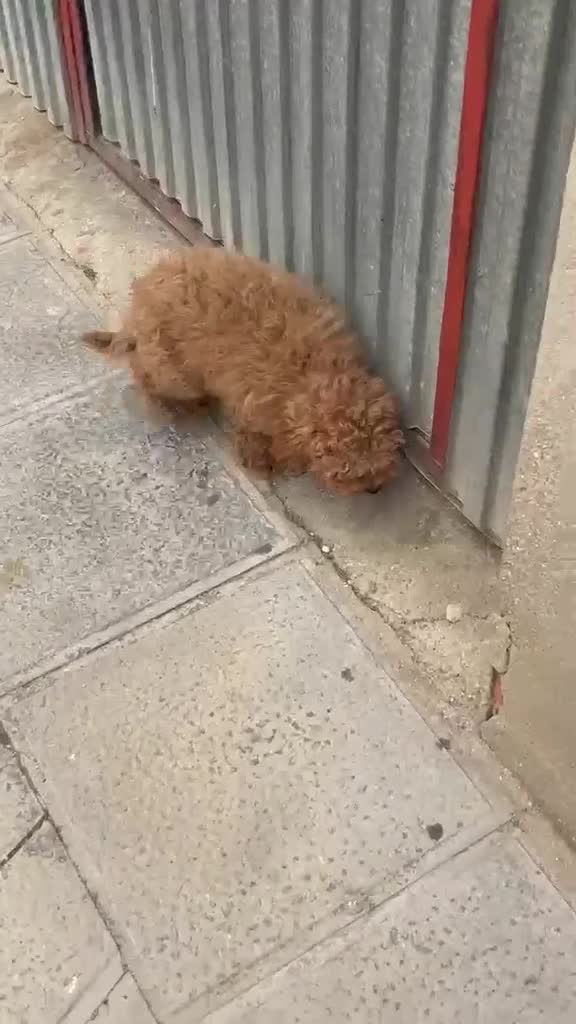 Caniche Toy perros en venta: CANICHE TOY MACHO  - Video 3