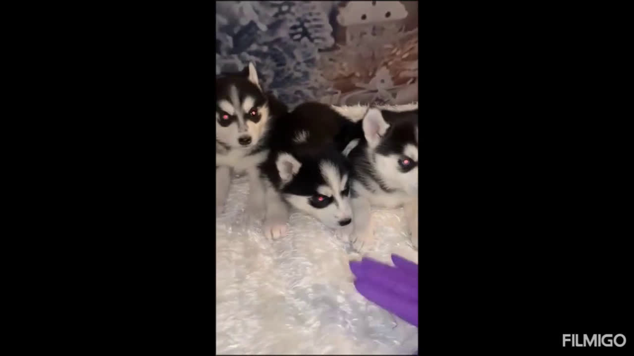 Husky Siberiano perros en venta: Cachorros husky siberianos  - Video 1