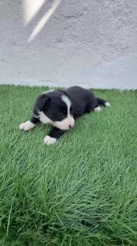 Border Collie perros en venta: Border Collie - Video 1