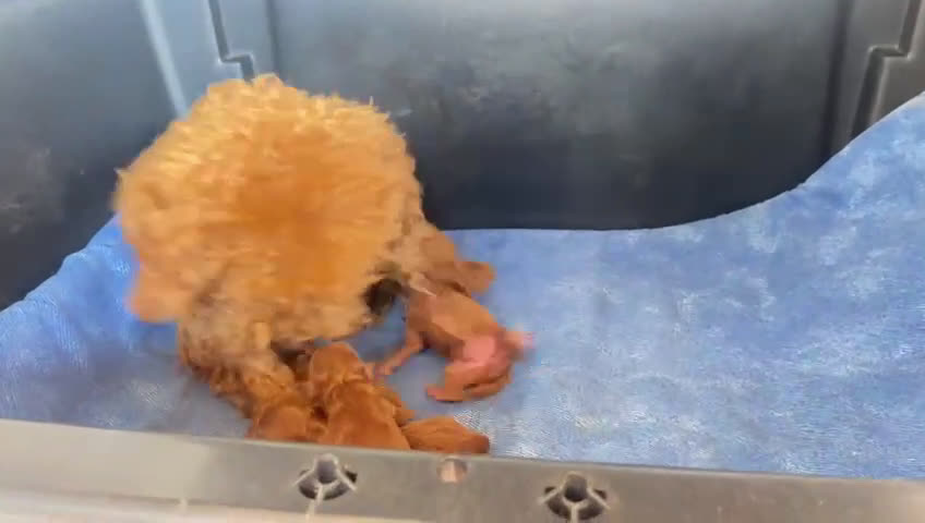 Caniche Toy perros en venta: Caniches Toy  - Video 3