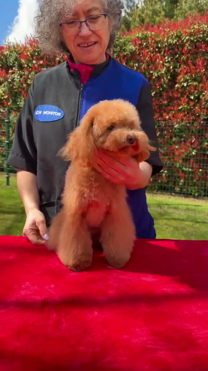 Caniche Toy perros en venta: Preciosa hembrita caniche toy 🧸  - Video 3