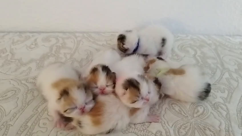 Exótico de Pelo Corto gatos en venta:  Gatitos Exóticos (Patrón Van)  en Murcia - Video 1