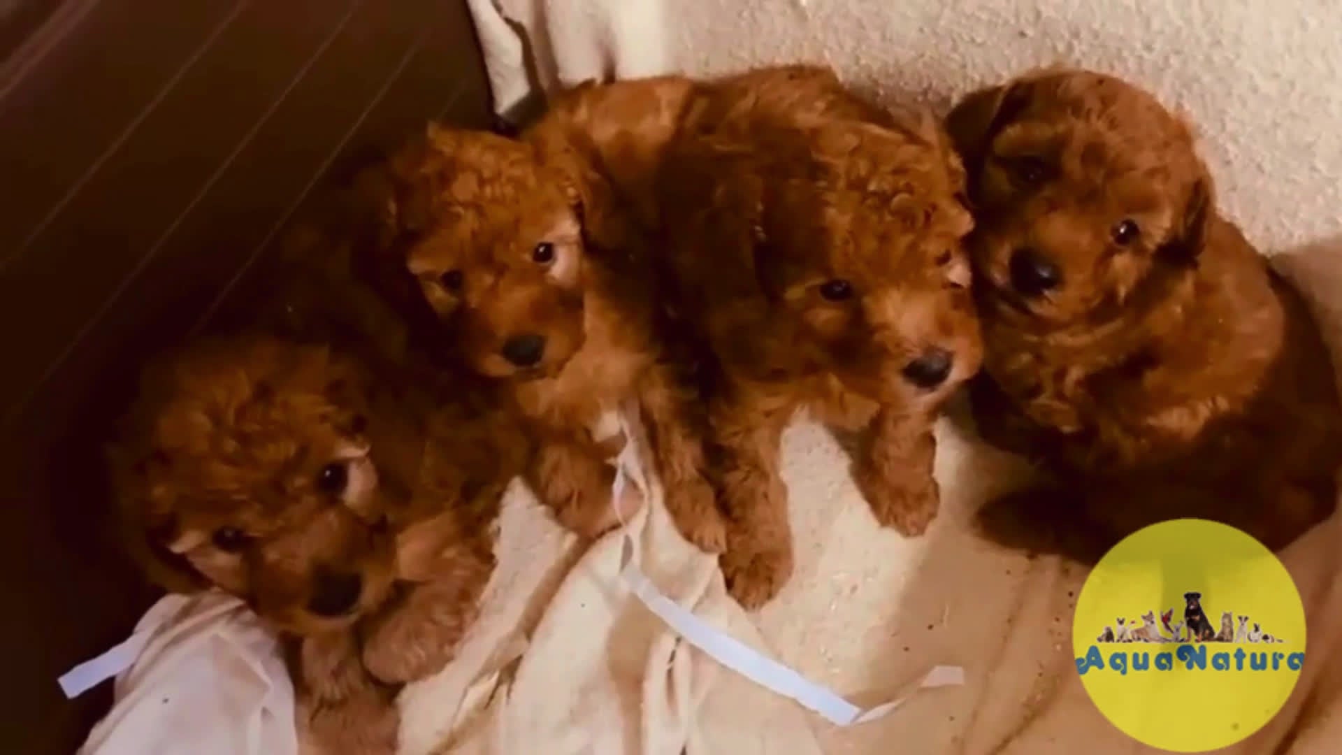 Caniche Toy perros en venta: Camada Caniche de Barbie y Can - AQUANATURA en Barcelona - Video 1