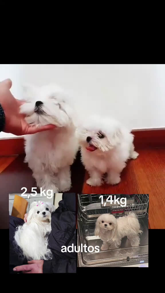 Bichón Maltés perros en venta: Maltés Micro Coreano – Macho en Venta - Video 1