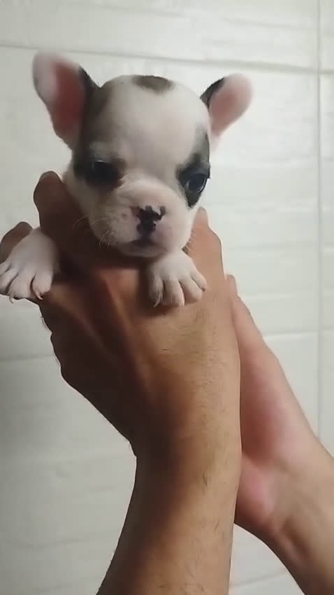 Bulldog Francés perros en venta: 🐶✨ Preciosos Bulldog Francés disponibles ✨🐶 - Video 1