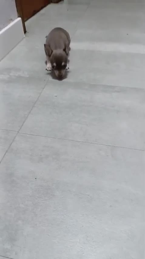 Chihuahua perros en venta: Chihuhua toy  - Video 1