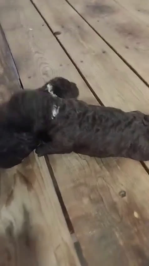 Perro de Agua Español perros en venta: Cachorros perro de agua - Video 2