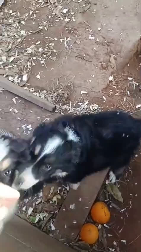 Border Collie perros en venta: Border collie  - Video 1