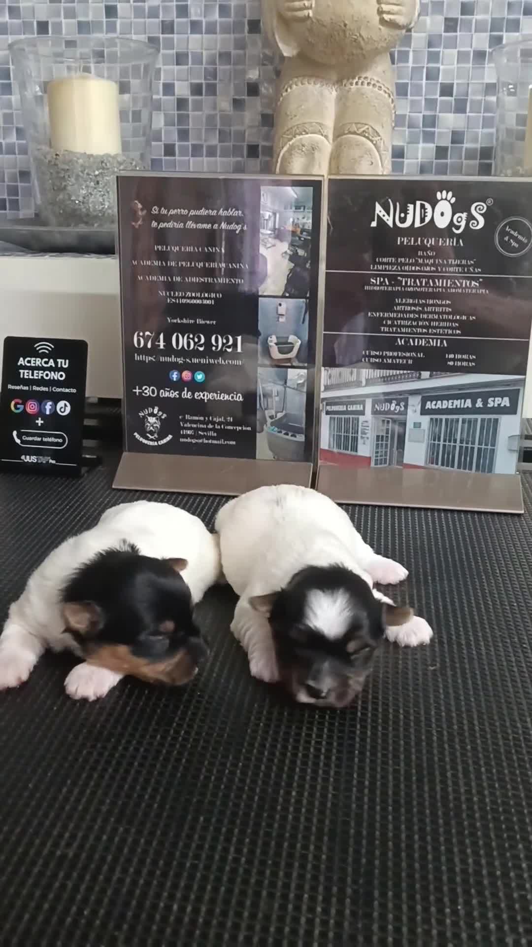 Biewer Yorkshire Terrier a la Pom Pon perros en venta: Hembras biewers pedigree opcional.  - Video 3