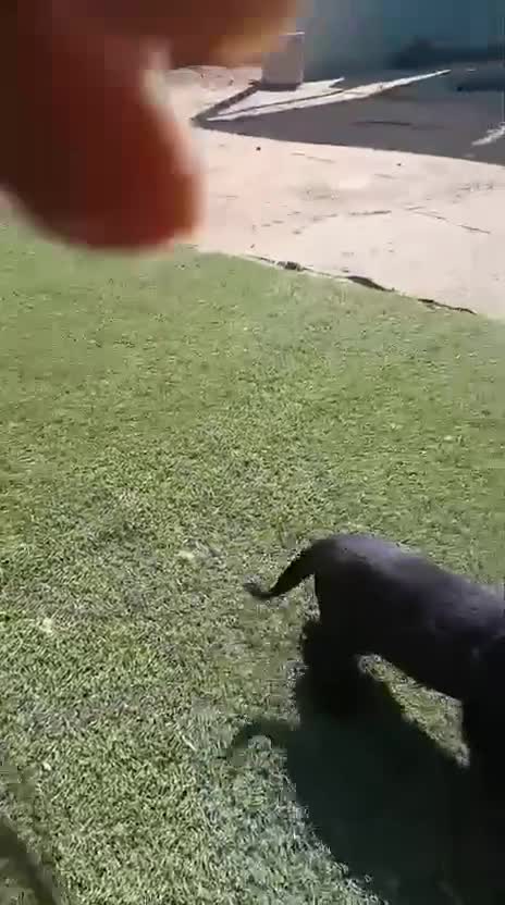 Cocker Spaniel Inglés perros en venta: Cocker spaniel inglés  - Video 3