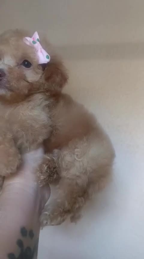 Caniche Toy perros en venta: CANICHE HEMBRA TOY EXCLUSIVA  - Video 1